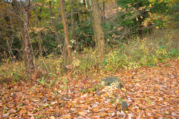 益子の里山